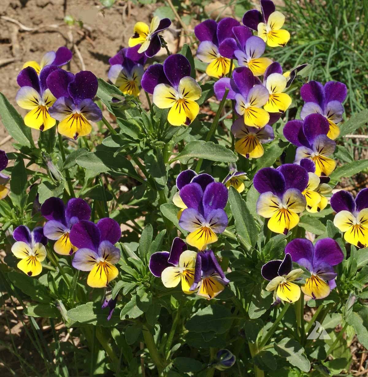 Pocket Garden, Edible Flowers