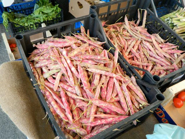 Seeds, Franchi Borlotto of Vigevano beans