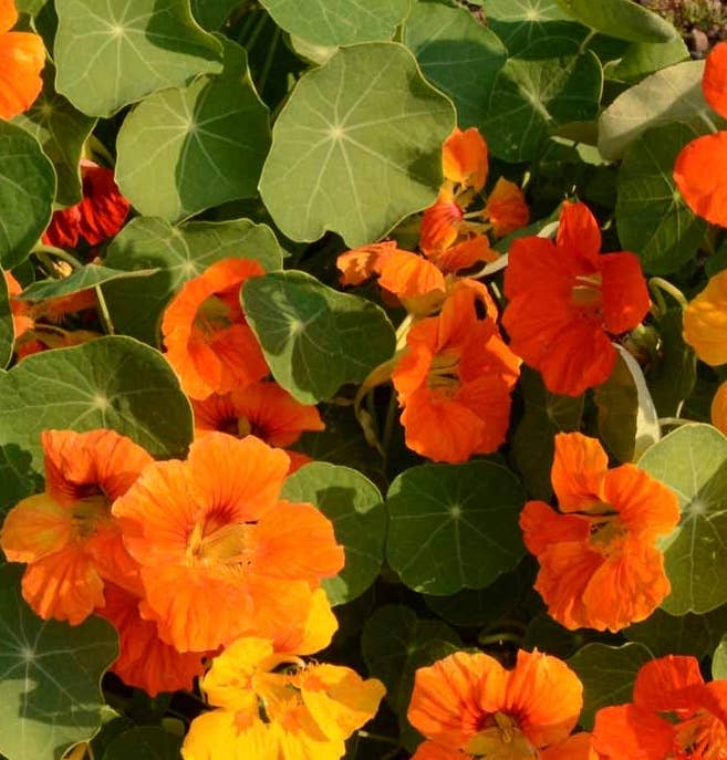 Pocket Garden, Edible Flowers